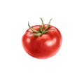 Watercolor tomato. Ripe red fruit with leaves. Realistic botanical painting with fresh vegetables. Isolated illustration