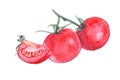 Watercolor tomato on white