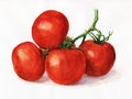 Watercolor tomatoes