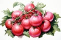 watercolor tomatoes isolated on white , AI Generated