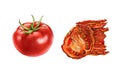 Watercolor tomatoes. Ripe red and sun dried tomato slice. Realistic botanical clipart with fresh vegetables. Isolated