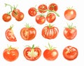 Watercolor tomatoes set.