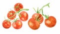 Watercolor tomatoes set.