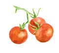 watercolor tomatoes. Royalty Free Stock Photo