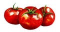 Watercolor tomatoes on white background Royalty Free Stock Photo