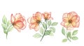 Watercolor translucent roses set. Botanical flower illustration. Pressed flower with leaves drawing isolated