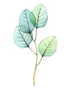 Watercolor Transparent Eucalyptus branch. Hand drawn botanical illustration isolated on white. Abstract floral design