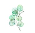 Watercolor Transparent Eucalyptus branch. Hand drawn botanical illustration isolated on white. Realistic floral design