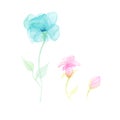 Watercolor Transparent floral set isolated on a white collection of roses Royalty Free Stock Photo