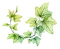 Watercolor transparent leaves in round wreath composition. English ivy plant. Fresh grape foliage isolated on white