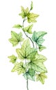 Watercolor transparent leaves in vertical composition. English ivy plant. Fresh grape foliage isolated on white