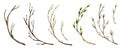 Watercolor tree branch with green leaves, pussy willow. For Spring Easter wreath, frame maiking Hand drawn illustration Royalty Free Stock Photo