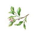 Watercolor tree branch. Realistic fruit tree, flowers, leaves. Botanical illustration. Isolated artwork on white. Hand