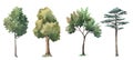 Watercolor tree forest oak fir birch, thuja linden baobab pine isolated illustrations