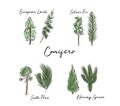 Watercolor trees and leaves collection. hand drawn forest tree and leaf sketch Royalty Free Stock Photo