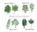 Watercolor trees and leaves collection. hand drawn forest tree and leaf sketch Royalty Free Stock Photo
