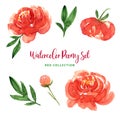 Watercolor trendy modern loose style red peony flowers and leaves set. Collection of isolated images of peach, red