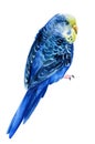 Watercolor tropical bird, budgie on a white background, botanical painting. Cute pet