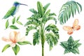 Watercolor tropical bird hummingbird, butterfly, Magnolia, anthurium Flower and palm leaf Illustration clipart isolated Royalty Free Stock Photo