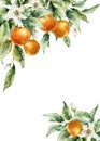 Watercolor tropical border of ripe oranges, leaves, buds and flowers. Hand painted branch of fresh fruits isolated on Royalty Free Stock Photo