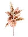 Watercolor Tropical Bouquet With Dry Pampas Grass. Hand Painted Exotic Card Isolated On White Background. Floral