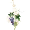Watercolor tropical bouquet of linear grapes branches and gold leaves. Hand painted card of fresh fruits isolated on