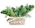 Watercolor tropical bouquet of palm and banana leaves in wicker basket botanical illustration Royalty Free Stock Photo