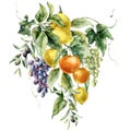 Watercolor tropical bouquet of ripe lemons, oranges, grapes and leaves. Hand painted branch of fresh fruits isolated on