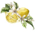 Watercolor tropical card of flowers, ripe lemons and slice. Hand painted branch of fresh fruits and leaves isolated on