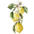 Watercolor tropical card of ripe lemons, flowers and leaves. Hand painted branch of fresh fruits isolated on white