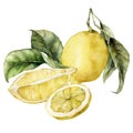 Watercolor tropical card of ripe lemons, juicy slice and leaves. Hand painted branch of fresh fruits isolated on white