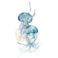 Watercolor tropical composition of blue jellyfishes, gold linear shell and laminaria. Underwater animals and plant