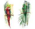 Watercolor tropical composition with parrots. Hand painted red and green macaw, palm and banana branch isolated on white
