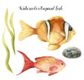 Watercolor tropical fish. Hand painted Sea goldie and Clownfish, seaweed, stone isolated on white background. Underwater