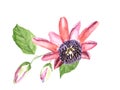 Watercolor tropical flower Passiflora