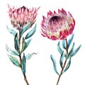 Watercolor tropical flower protea Royalty Free Stock Photo