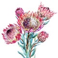 Watercolor tropical flower protea Royalty Free Stock Photo