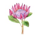 Watercolor tropical flower protea, design.Protea flowers Royalty Free Stock Photo