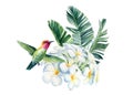 Watercolor tropical flowers, leaves and birds. Botanical Illustration plumeria, orchid, hummingbird