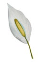 Watercolor tropical flowers. Spathiphyllum on an isolated white background, watercolor illustration. Hand-drawn
