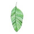 Watercolor tropical green leaf