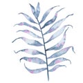 Watercolor tropical hand painted indigo leaf isolated on white background