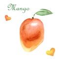 Watercolor tropical illustration with mango on a white background Royalty Free Stock Photo