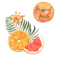 Watercolor tropical illustration with orange and grapefruit on white background