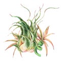 Watercolor tropical leaves. Air plant Tillandsia botanical illustration. Succulent terrarium plants Royalty Free Stock Photo