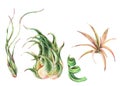 Watercolor tropical leaves. Air plant Tillandsia botanical illustration. Succulent terrarium plants Royalty Free Stock Photo