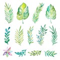 Hand drawn watercolor tropical plants set. Exotic palm leaves, jungle tree, brazil tropic botany elements. Royalty Free Stock Photo
