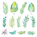 Hand drawn watercolor tropical plants set. Exotic palm leaves, jungle tree, brazil tropic botany elements.