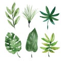 Watercolor tropical leaves