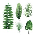 Watercolor tropical leaves Royalty Free Stock Photo